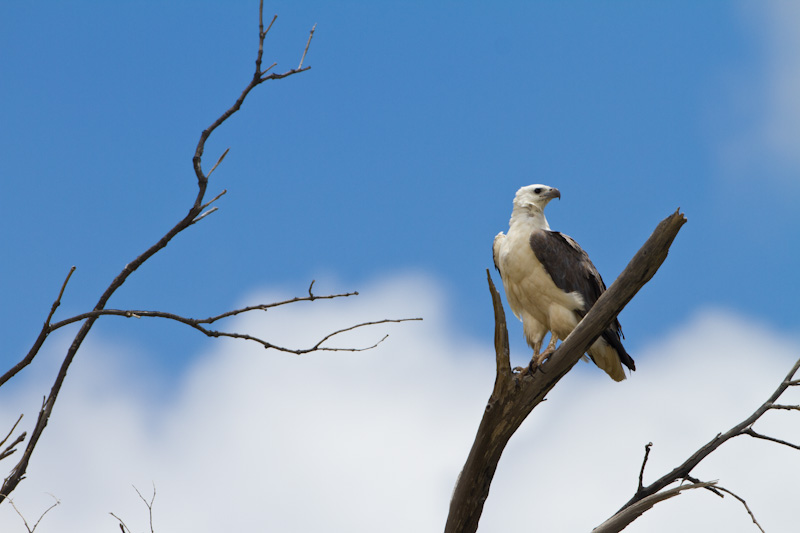 White-Tailed Sea-Eagle