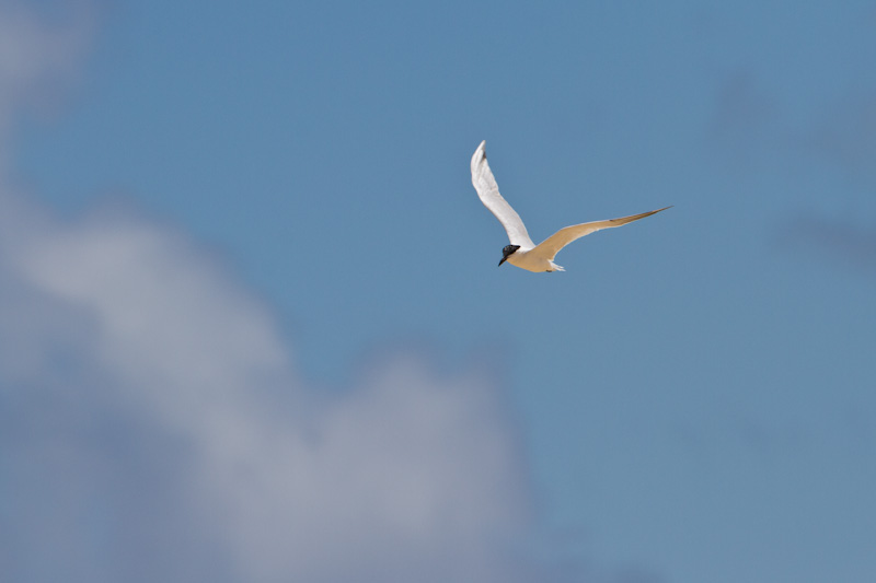 Gull-Billed Tern In Flight