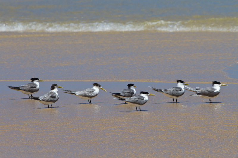 Lesser Crested Terns On Beach