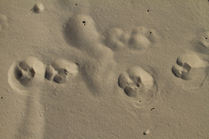 Dingo Tracks