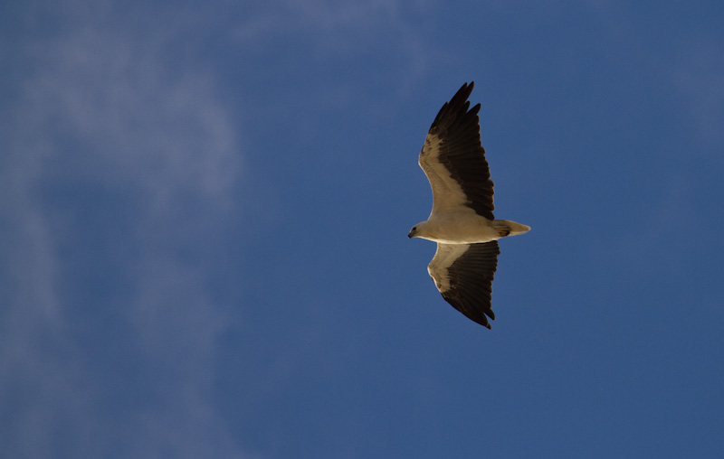 White-Bellied Sea-Eagle In Flight