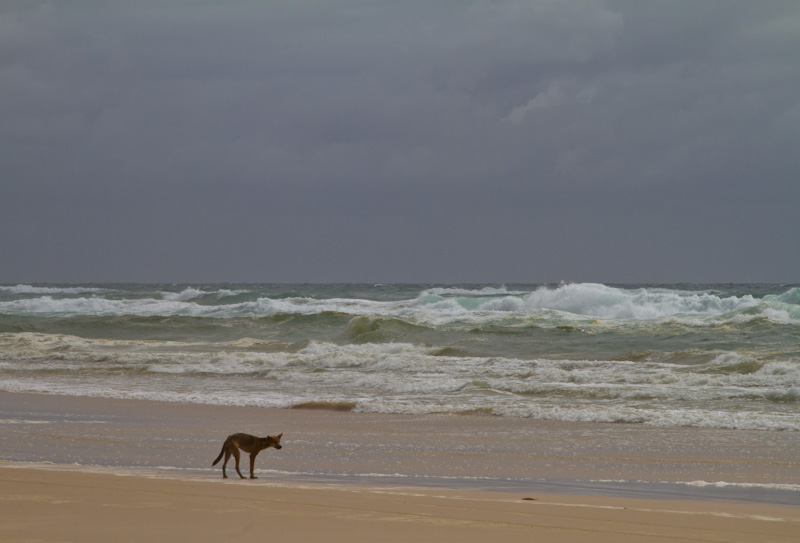 Dingo On Beach