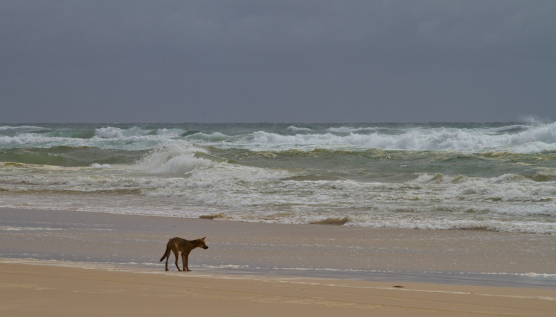 Dingo On Beach