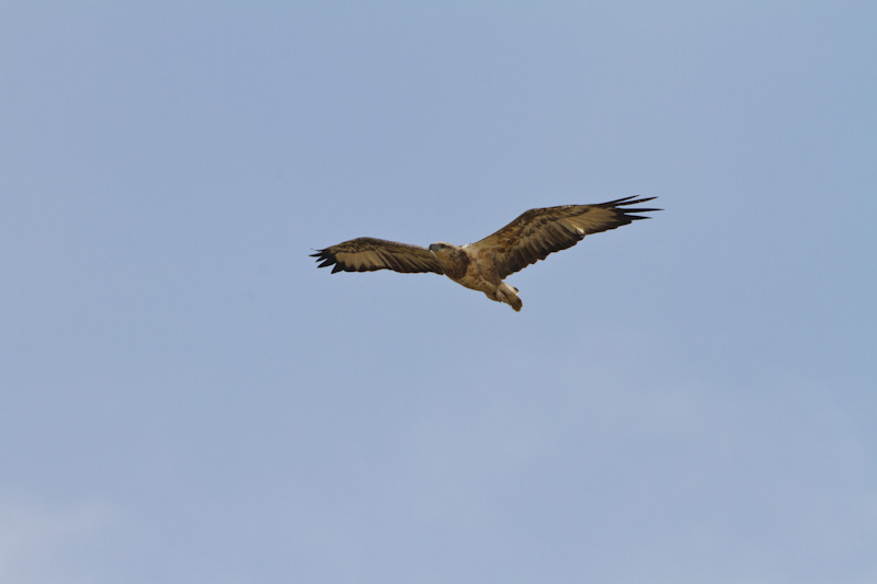 Juvenile Wedge-Tailed Eagle In Flight