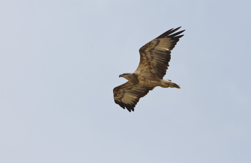 Juvenile Wedge-Tailed Eagle In Flight