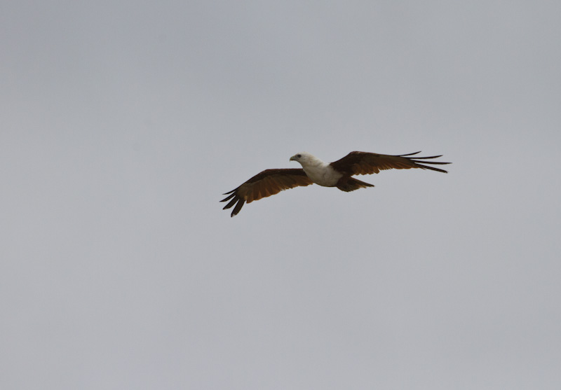 Brahminy Kite In Flight