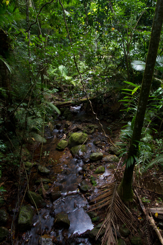 Stream In Rainforest