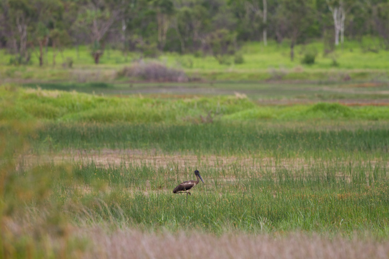 Black-Necked Stork In Field