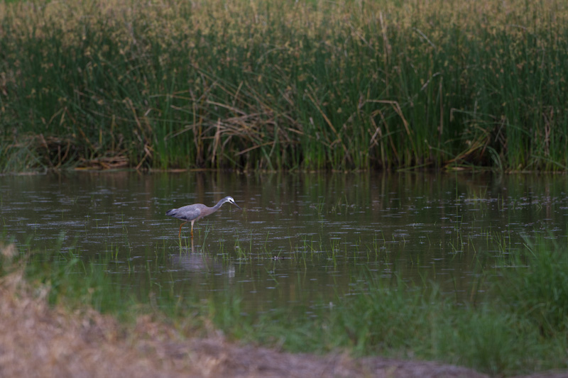 White-Faced Heron In Swamp