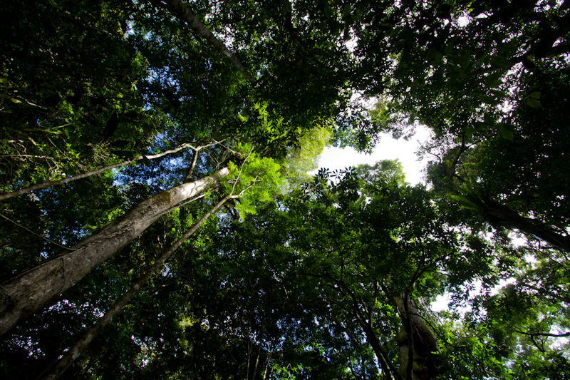 Rainforest Canopy