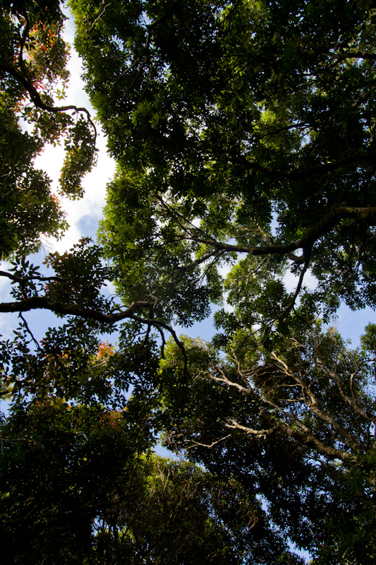 Rainforest Canopy