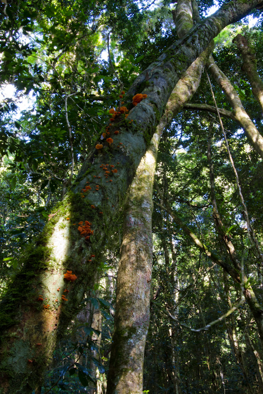Mushrooms On Treek Trunk
