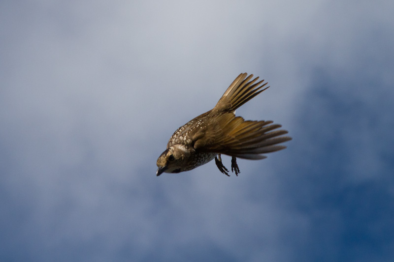Regent Bowerbird In Flight