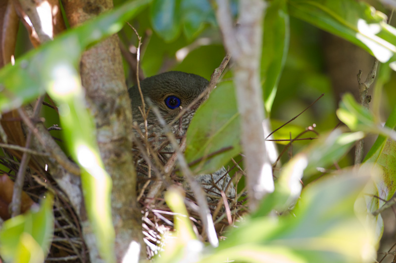 Satin Bowerbird In Nest