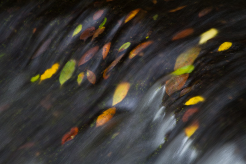 Leaves In Stream