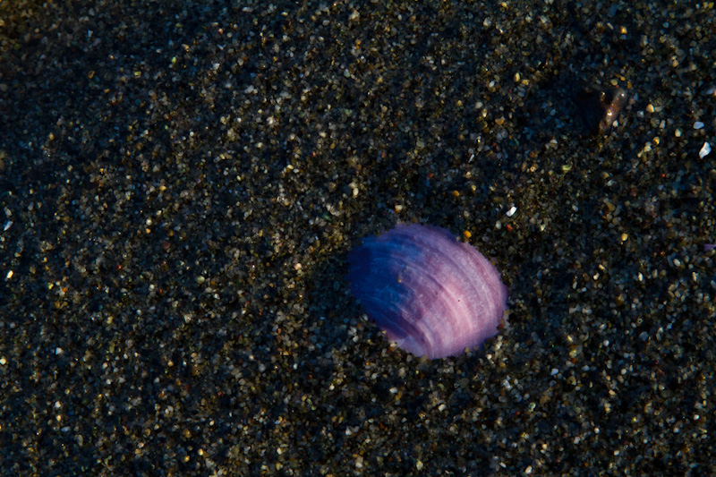 Dark Mahogany-Clam Shell In Sand