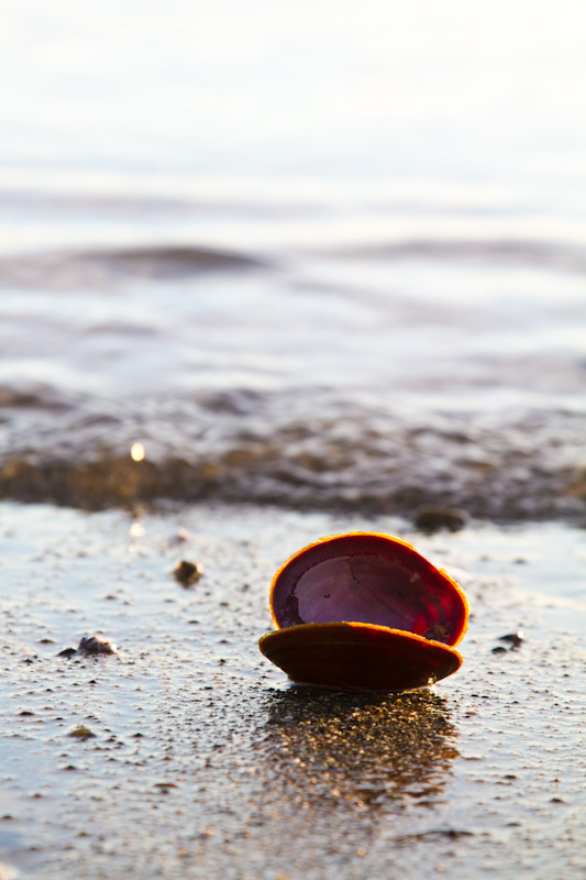 Dark Mahogany-Clam Shell In Surf