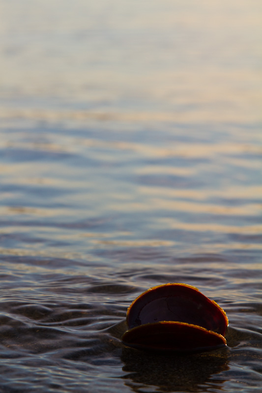 Dark Mahogany-Clam Shell In Surf