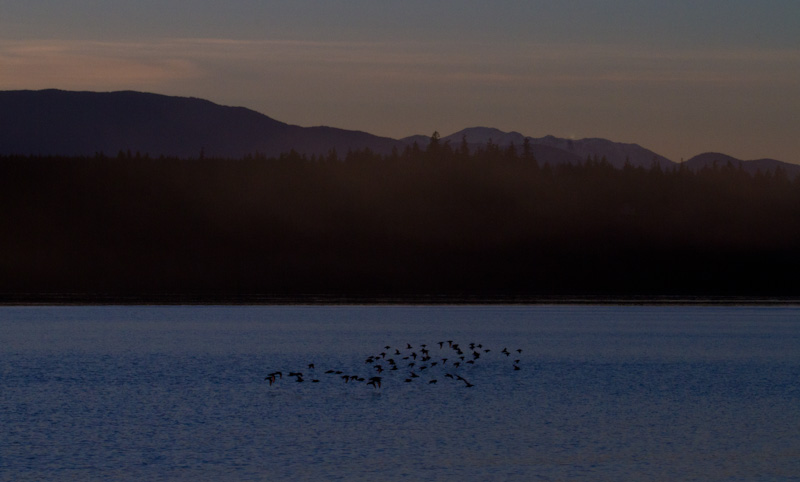 Western Sandpipers In Flight At Sunset