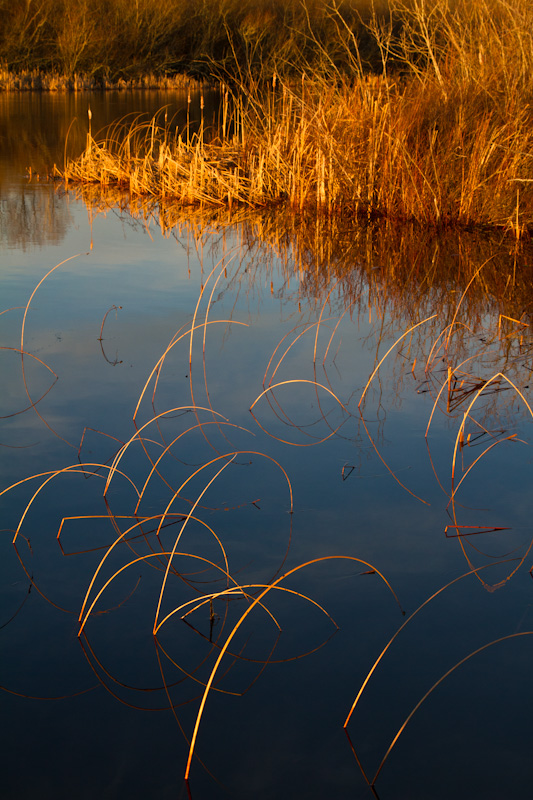 Reeds At Sunrise