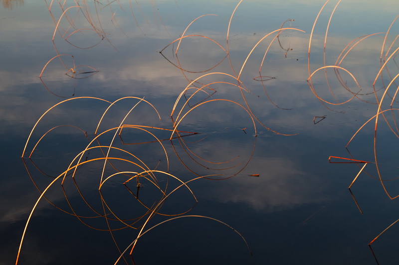 Reeds Reflected In Still Water