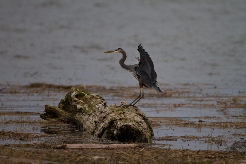 Great Blue Heron Landing On Driftwood