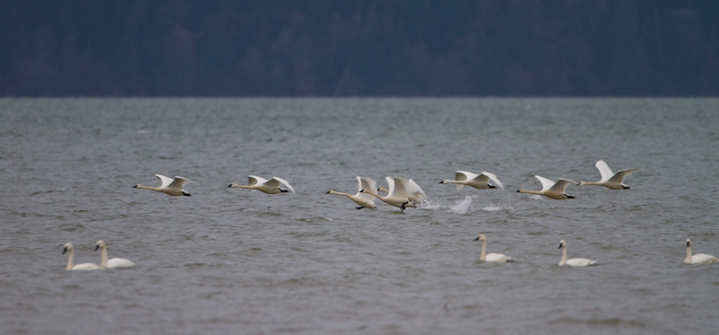Tundra Swans Taking Flight
