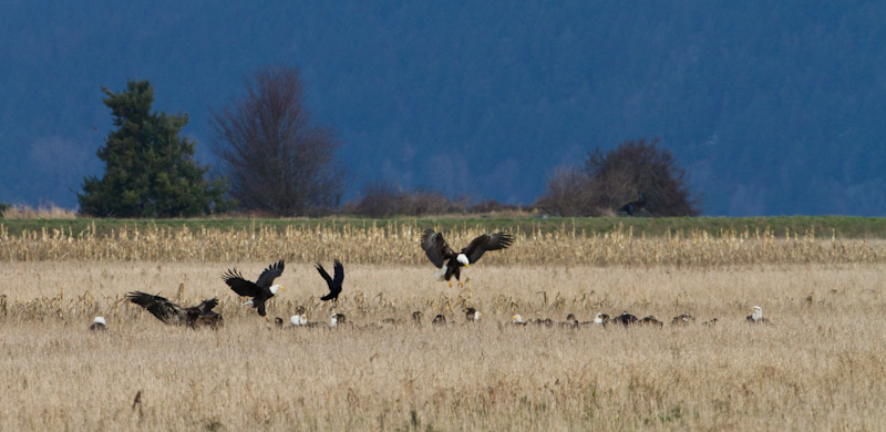 Bald Eagles In Field