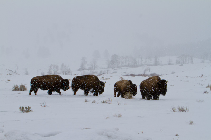 Bison In Snowstorm
