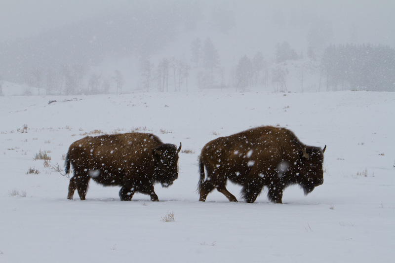 Bison In Snowstorm