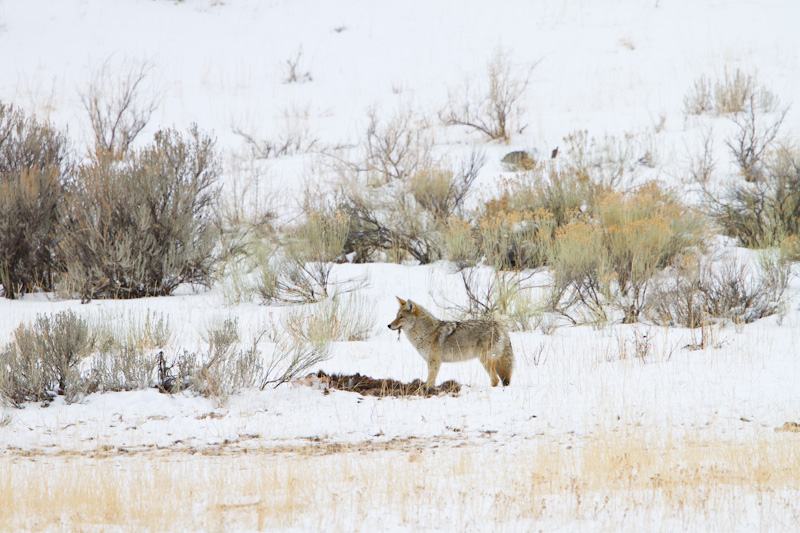 Coyote With Elk Carcass
