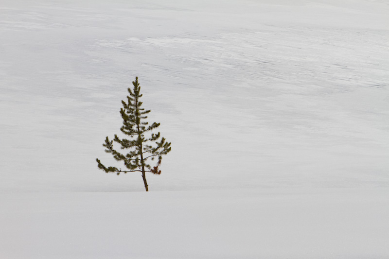 Lone Tree In Snow