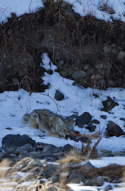 Coyote And Carcass
