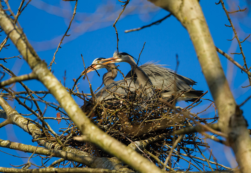 Great Blue Herons Building Nest