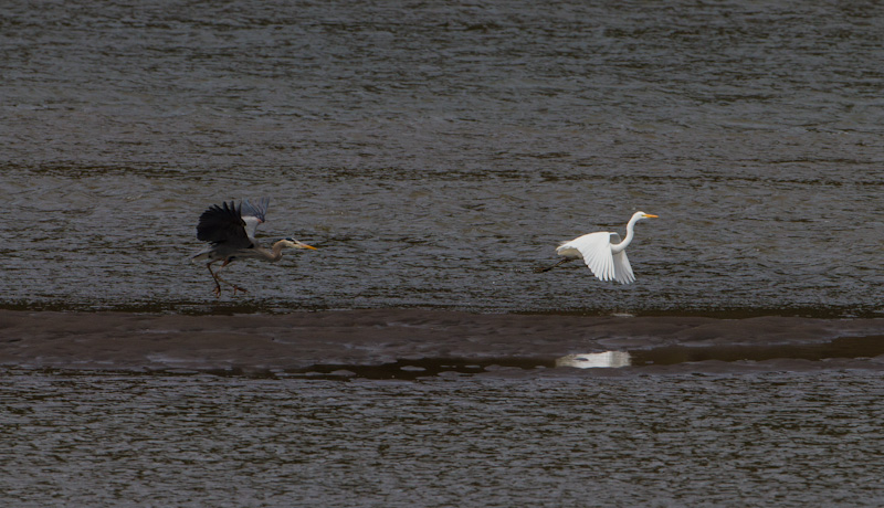 Great Blue Heron And Great Egret Sparring