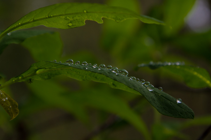 Raindrops On Leaves