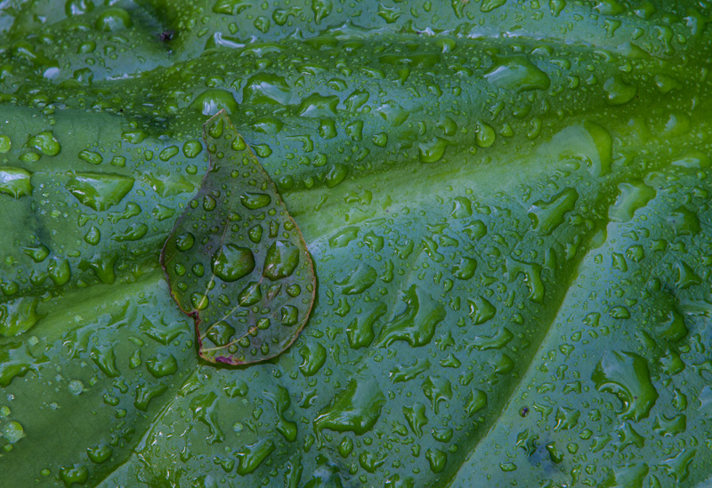 Raindrops On Skunk Cabbage Leaves