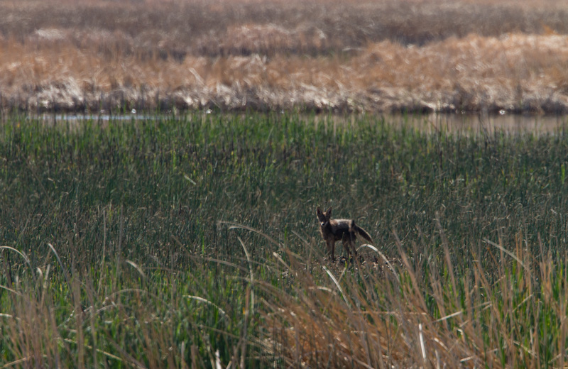 Coyote In Wetland
