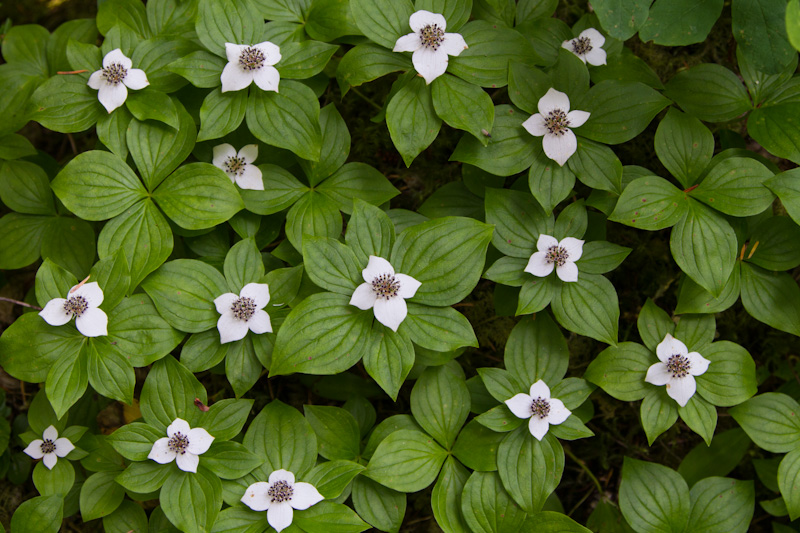 Bunchberry Flowers