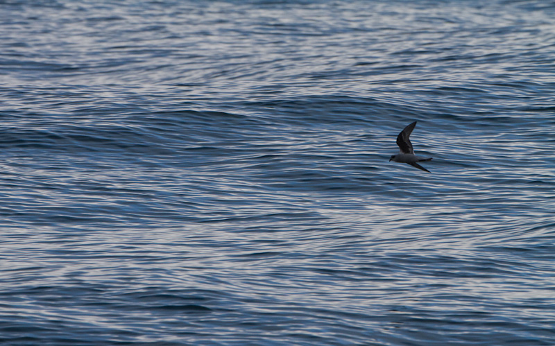 Fork-Tailed Storm-Petrel In Flight