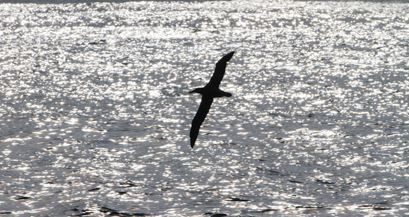 Black-Footed Albatross Silhouette In Flight