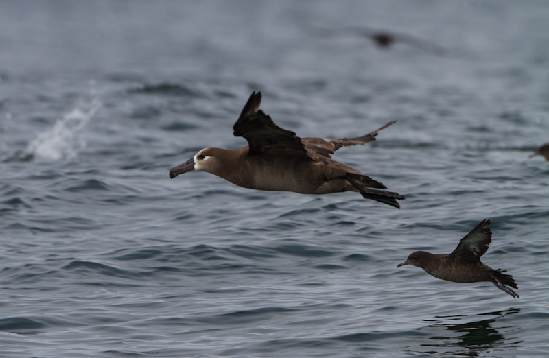 Black-Footed Albatross And Sooty Shearwater In Flight