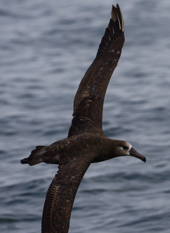 Black-Footed Albatross In Flight