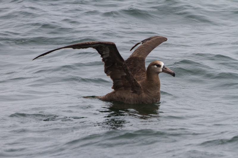 Black-Footed Albatross