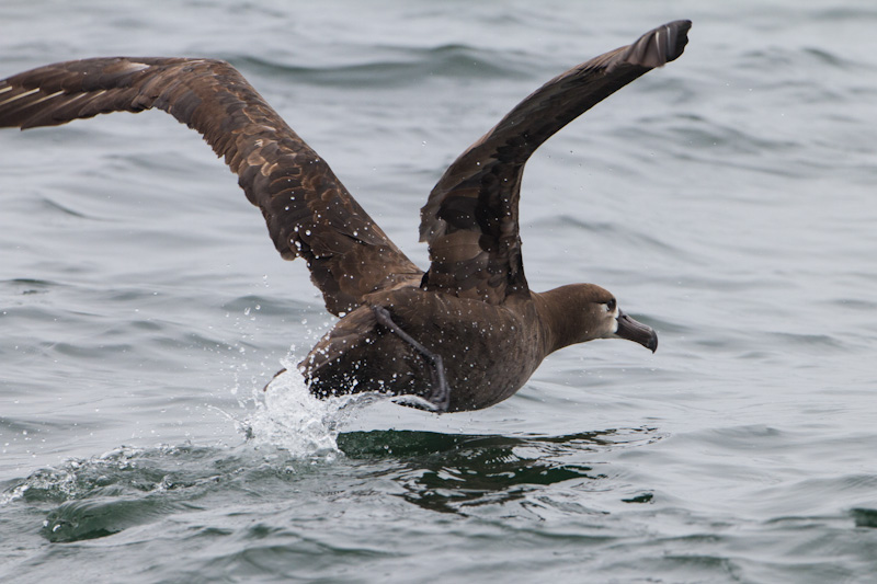 Black-Footed Albatross Taking Flight