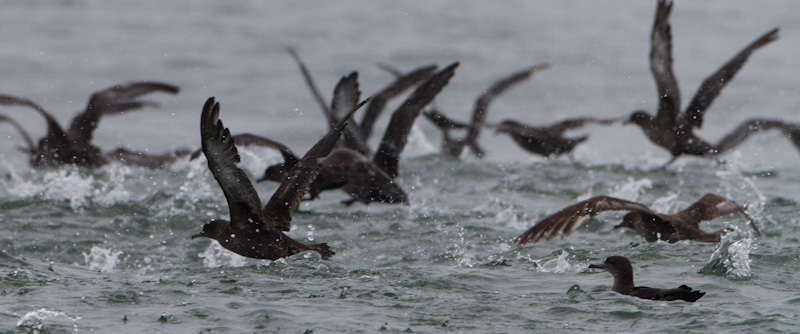 Sooty Shearwaters Taking Flight