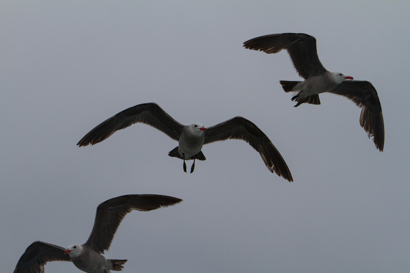 Heermans Gulls In Flight