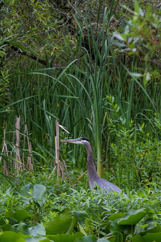 Great Blue Heron In Lillys