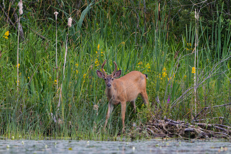 Mule Deer On Lake Shore