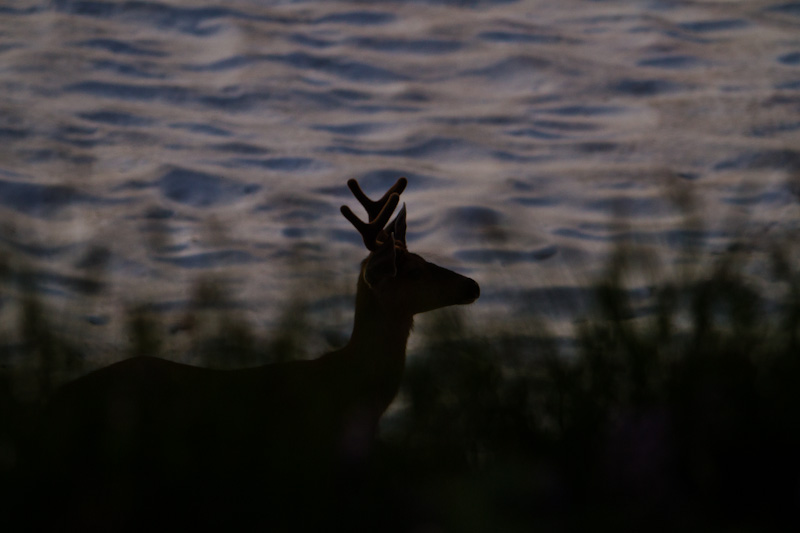 Mule Deer Silhouette